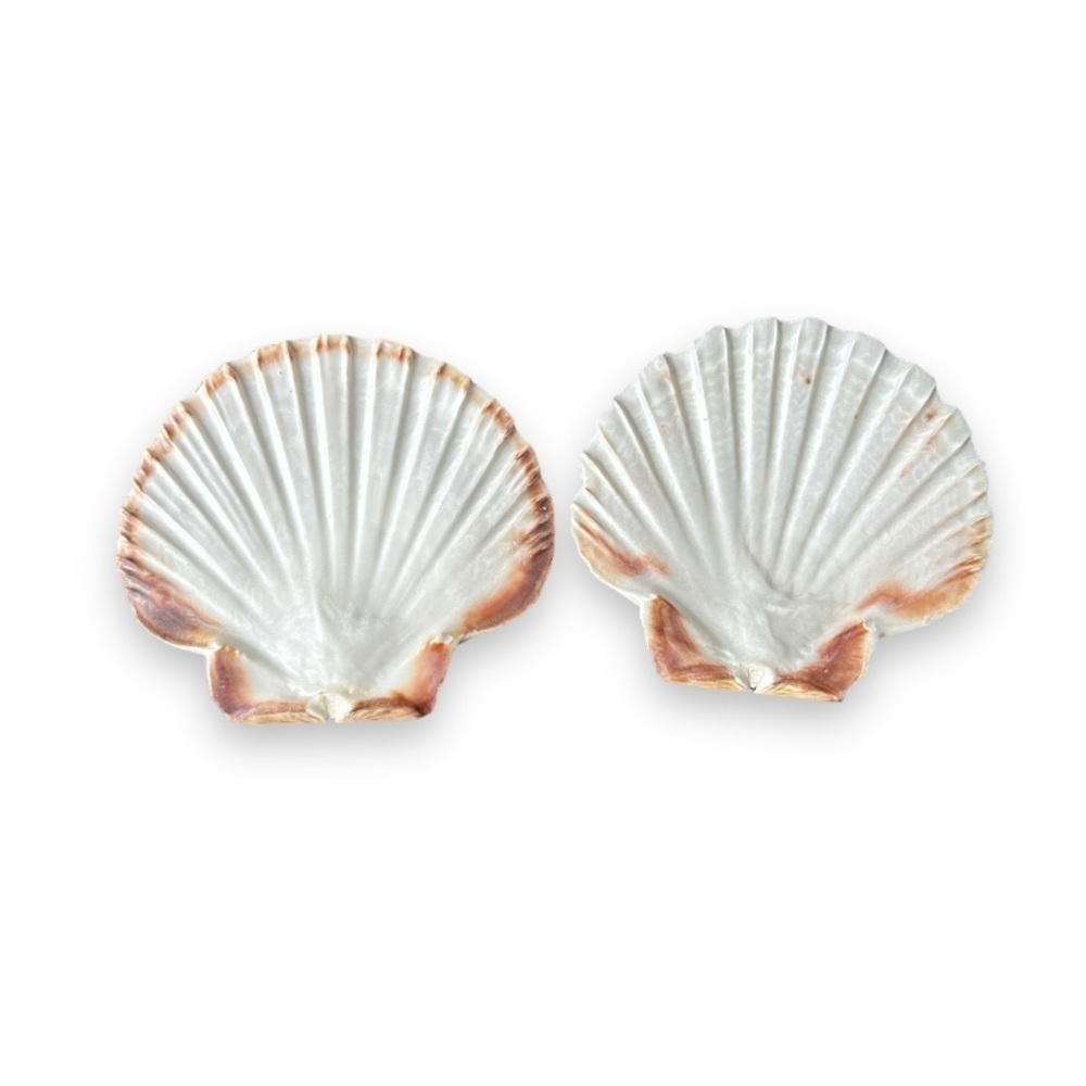 Irish Flat Seashells - Picture 2 of 2
